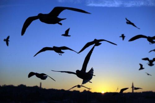 İstanbul'da günbatımı ve gece - Resim 42