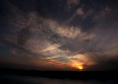 Sığırcık kuşlarının şükür duası