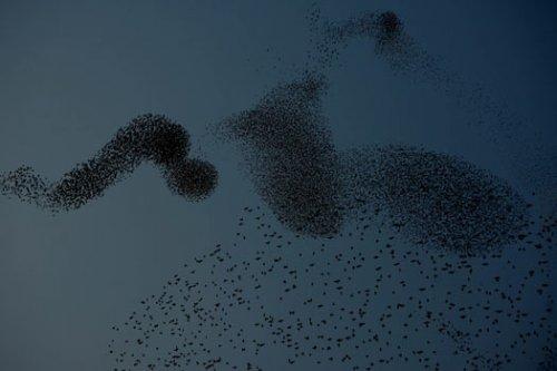 Sığırcık kuşlarının şükür duası