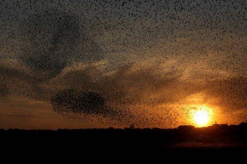 Sığırcık kuşlarının şükür duası
