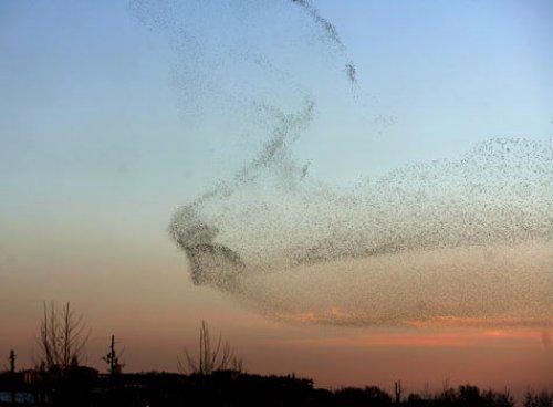 Sığırcık kuşlarının şükür duası