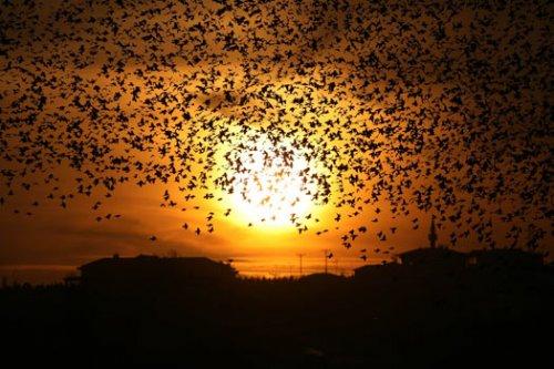 Sığırcık kuşlarının şükür duası