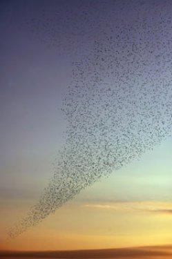 Sığırcık kuşlarının şükür duası