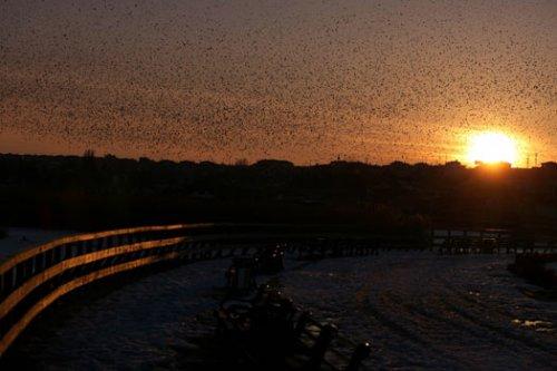 Sığırcık kuşlarının şükür duası