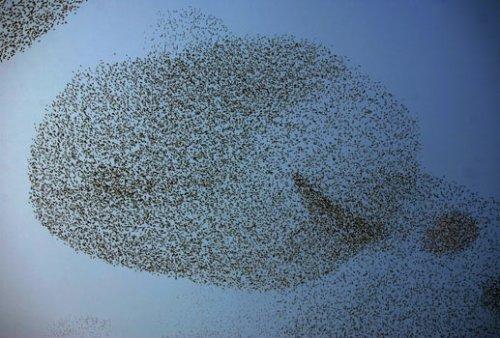 Sığırcık kuşlarının şükür duası