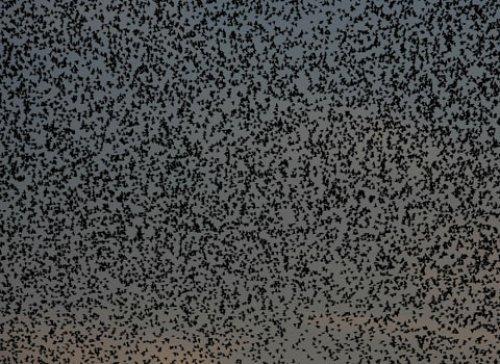 Sığırcık kuşlarının şükür duası