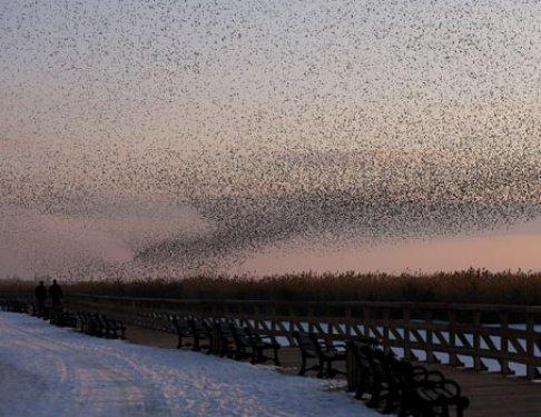 Sığırcık kuşlarının şükür duası