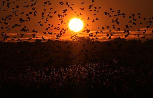 Sığırcık kuşlarının şükür duası