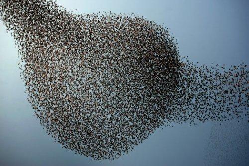 Sığırcık kuşlarının şükür duası