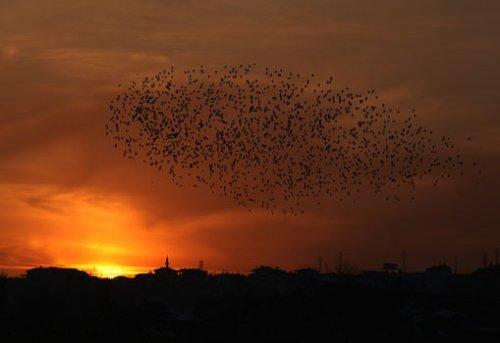 Sığırcık kuşlarının şükür duası