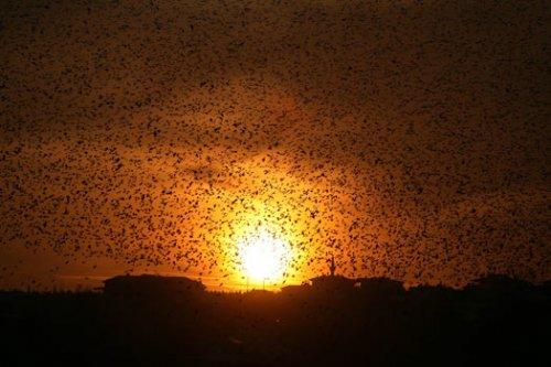 Sığırcık kuşlarının şükür duası