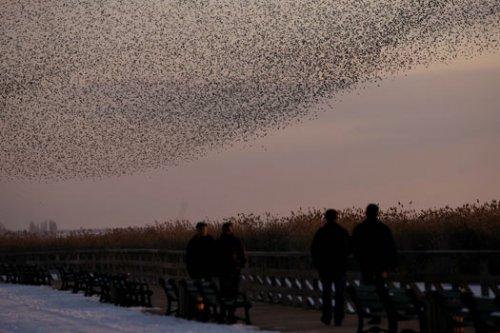 Sığırcık kuşlarının şükür duası