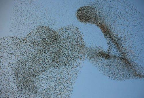 Sığırcık kuşlarının şükür duası