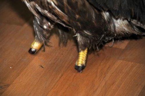 Delice doğan pençesiz kaldı