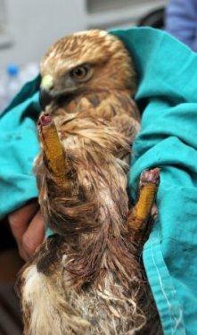 Delice doğan pençesiz kaldı