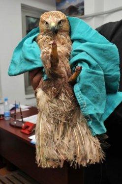 Delice doğan pençesiz kaldı