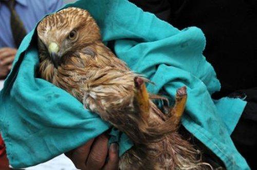 Delice doğan pençesiz kaldı