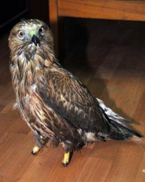 Delice doğan pençesiz kaldı