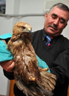 Delice doğan pençesiz kaldı