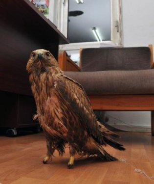 Delice doğan pençesiz kaldı