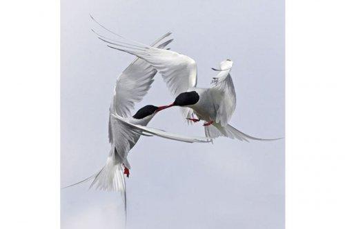 Yılın doğa fotoğrafları - Resim 14