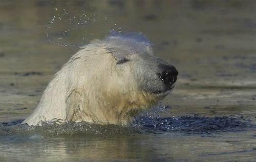 Kutup ayısı ile martı 