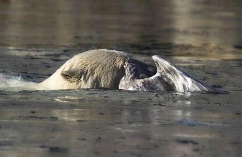 Kutup ayısı ile martı 
