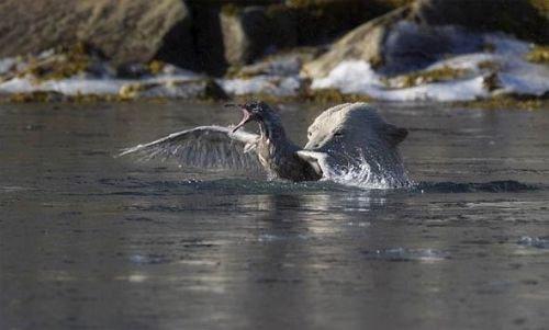 Kutup ayısı ile martı 