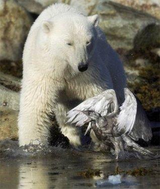 Kutup ayısı ile martı 