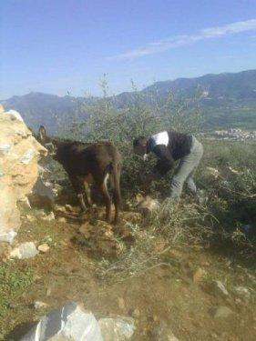Muğla'da eşeğe tecavüz - Resim 1
