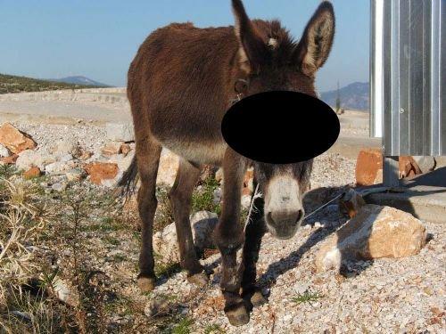 Muğla'da eşeğe tecavüz - Resim 2