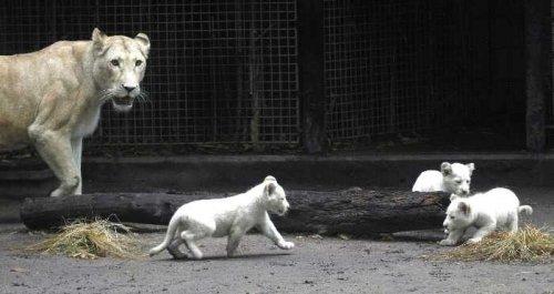 Arjantin'de beyaz aslanlar doğdu