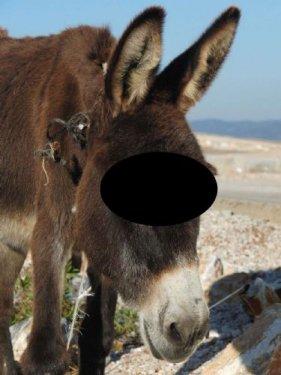 Muğla'da eşeğe tecavüz - Resim 4