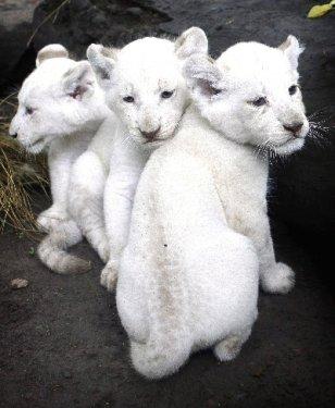 Arjantin'de beyaz aslanlar doğdu