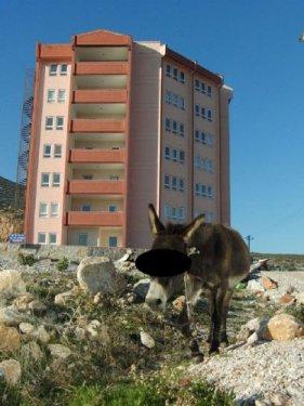 Muğla'da eşeğe tecavüz - Resim 9