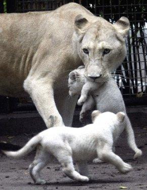 Arjantin'de beyaz aslanlar doğdu