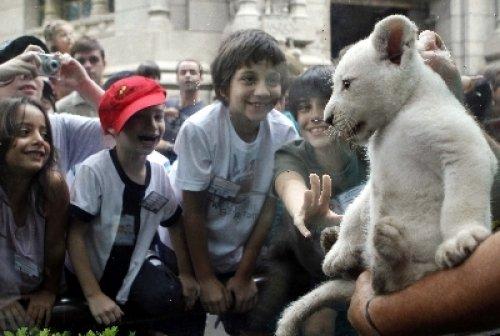 Arjantin'de beyaz aslanlar doğdu