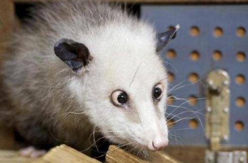 Saşılığı onu yıldız yaptı