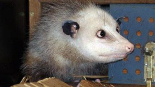 Saşılığı onu yıldız yaptı