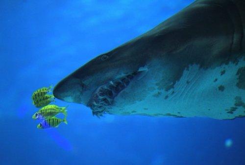 26 Ocak Çarşamba-Günün Fotoğrafları