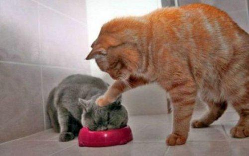 İnternetin en garip fotoğrafları