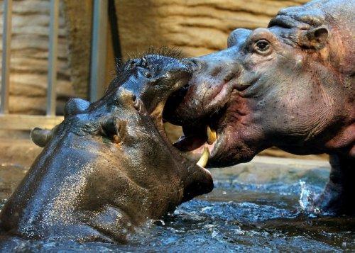 27 Ocak Perşembe-Dünyadan günün fotoğrafları - Resim 16