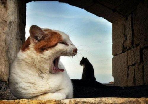 İnternetin en garip fotoğrafları