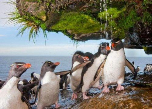 Penguenler duş için sıraya giriyor - Resim 2