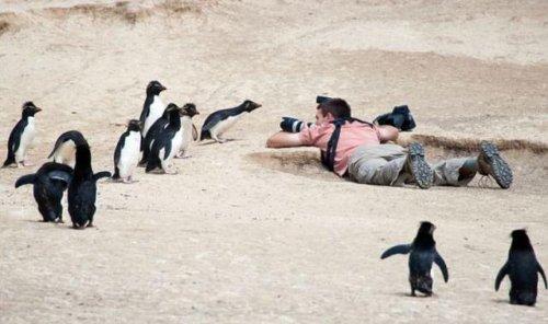 Penguenler duş için sıraya giriyor - Resim 4