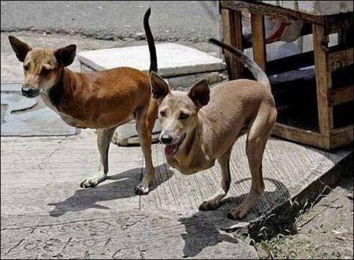 Fotomontaj değil gerçek - Resim 61
