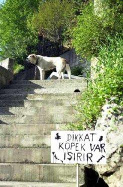 Çılgın Türkler güldürmeye devam ediyor - Resim 44