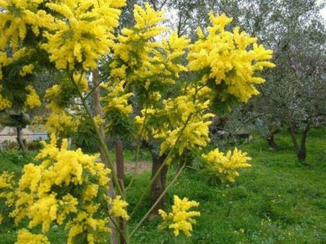 Çiçeklerin anlamları - Resim 25