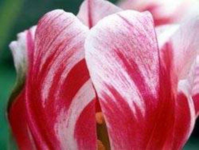 Çiçeklerin anlamları - Resim 9