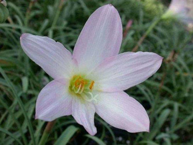 Çiçeklerin anlamları - Resim 42